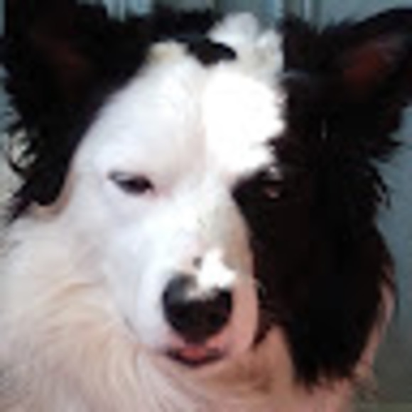 Meet your Posher, Ayden - Picture 1 of 1